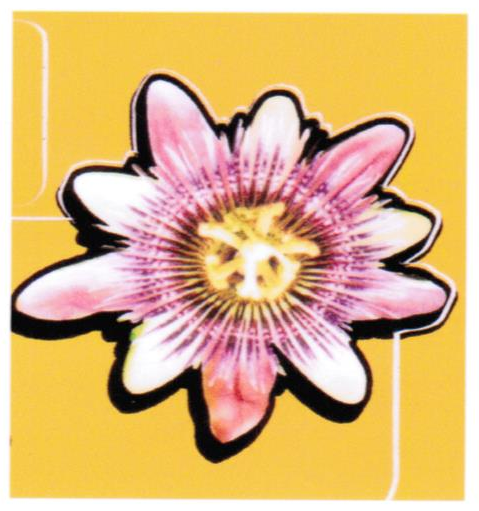 Logo von Passifloristik